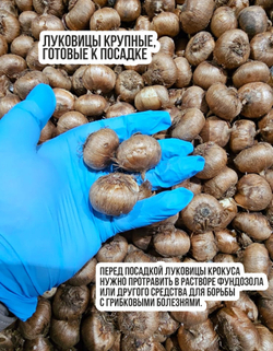 Луковицы цветов Крокус  Жанна Дарк, 3 шт