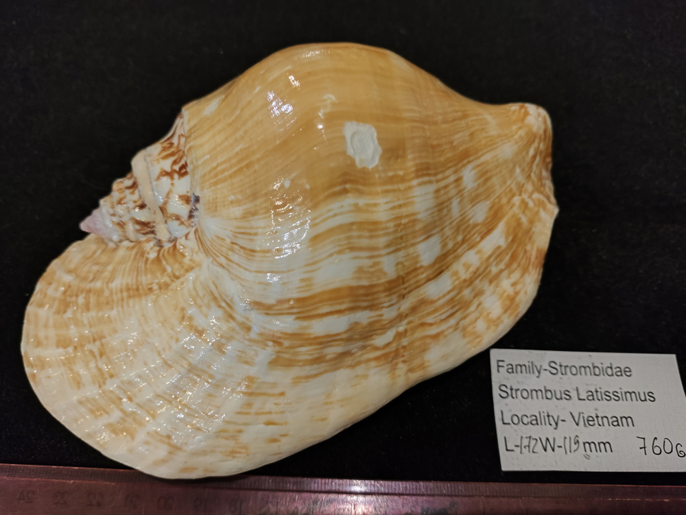 Стромбус Латиссимус