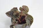 Пеперомия Ред Луна / Peperomia Red Luna