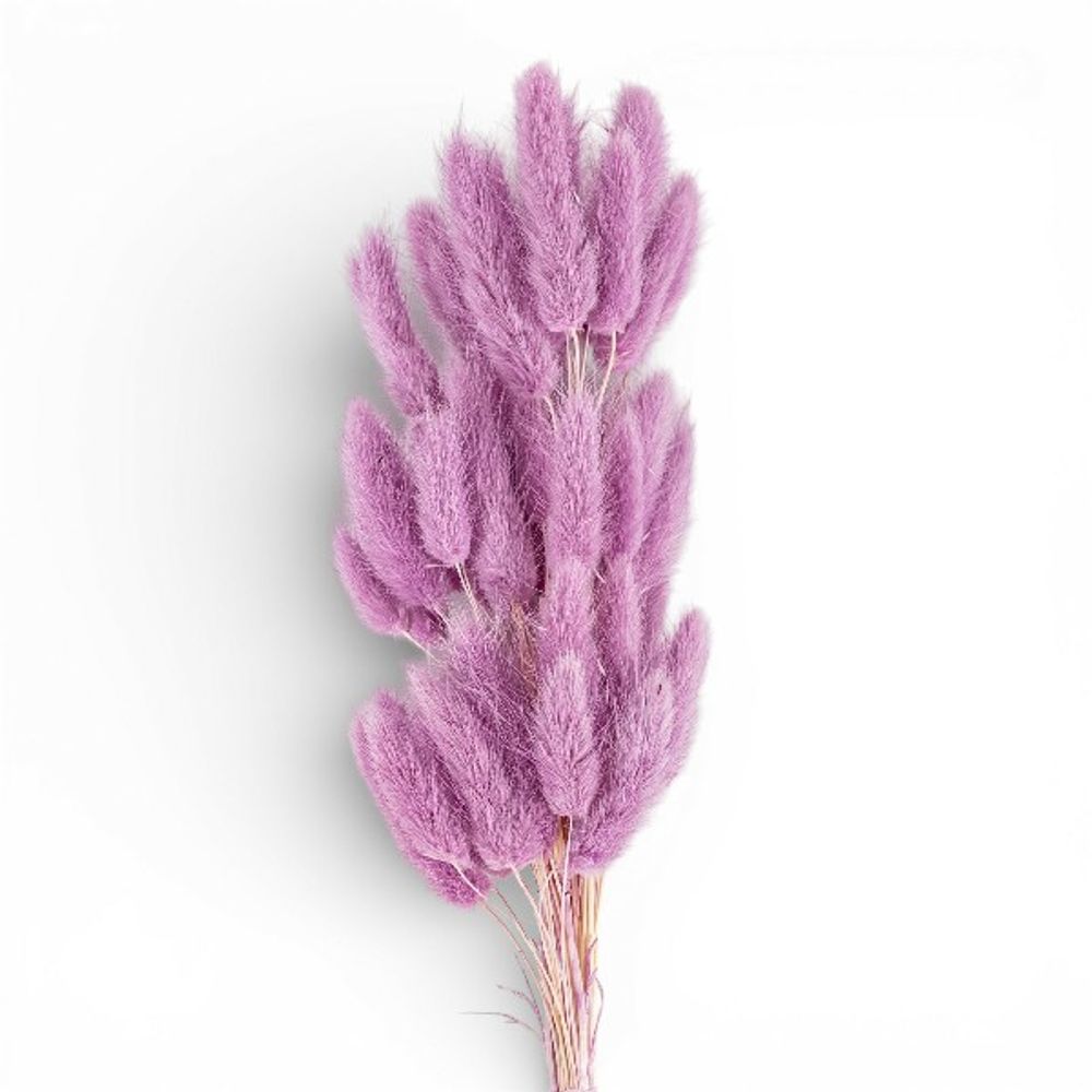 Сухоцветы ЛАГУРУС ФИАЛКОВЫЙ