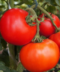 Элегро F1 семена томата детерминантного (Seminis / Семинис)