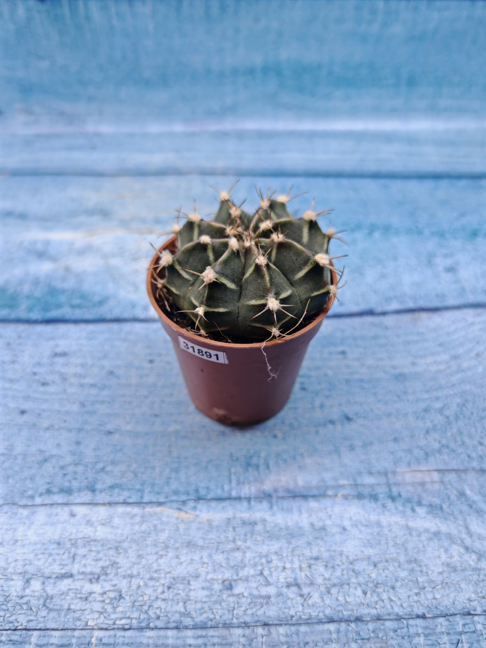 Gymnocalycium Friedrichii (Гимнокалициум)
