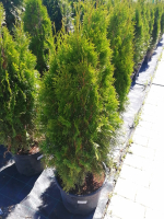 Туя западная Смарагд С20 100-120