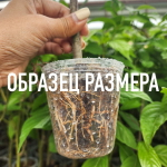 Гониоталамус тапис – Goniothalamus tapis