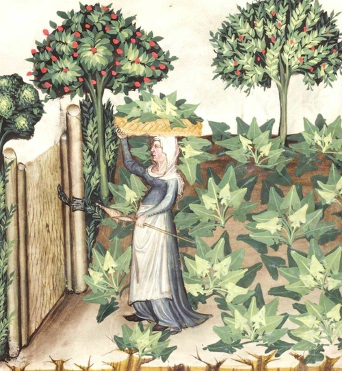 Истинный Рогатый Средневековый Шпинат из Древней Персии