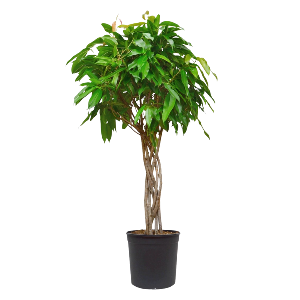 Фикус Амстел Кинг Коса