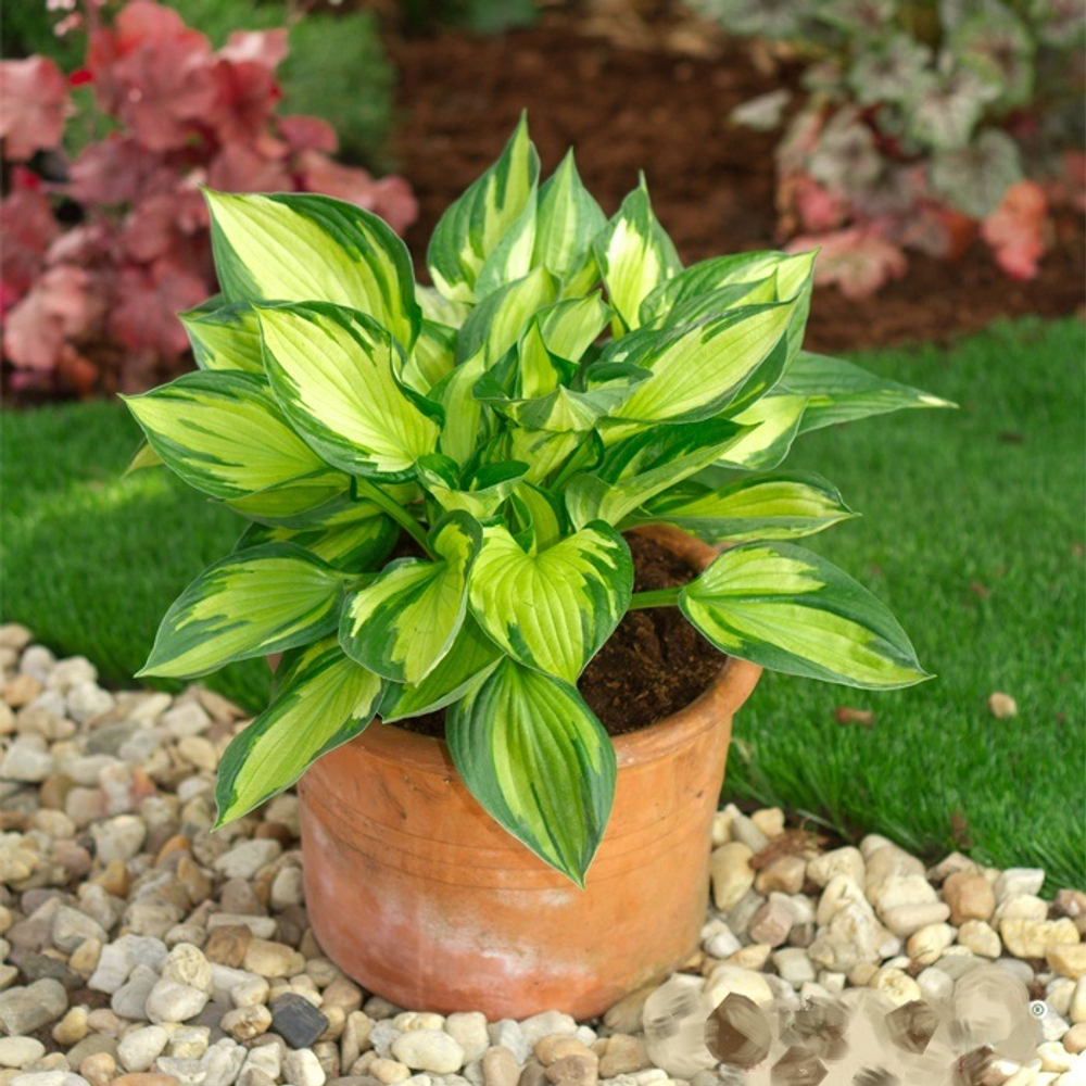 Хоста Колорд Халк