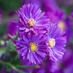 Астра новоанглийская "Purple Dome". Aster novae-angliae "Purple Dome".