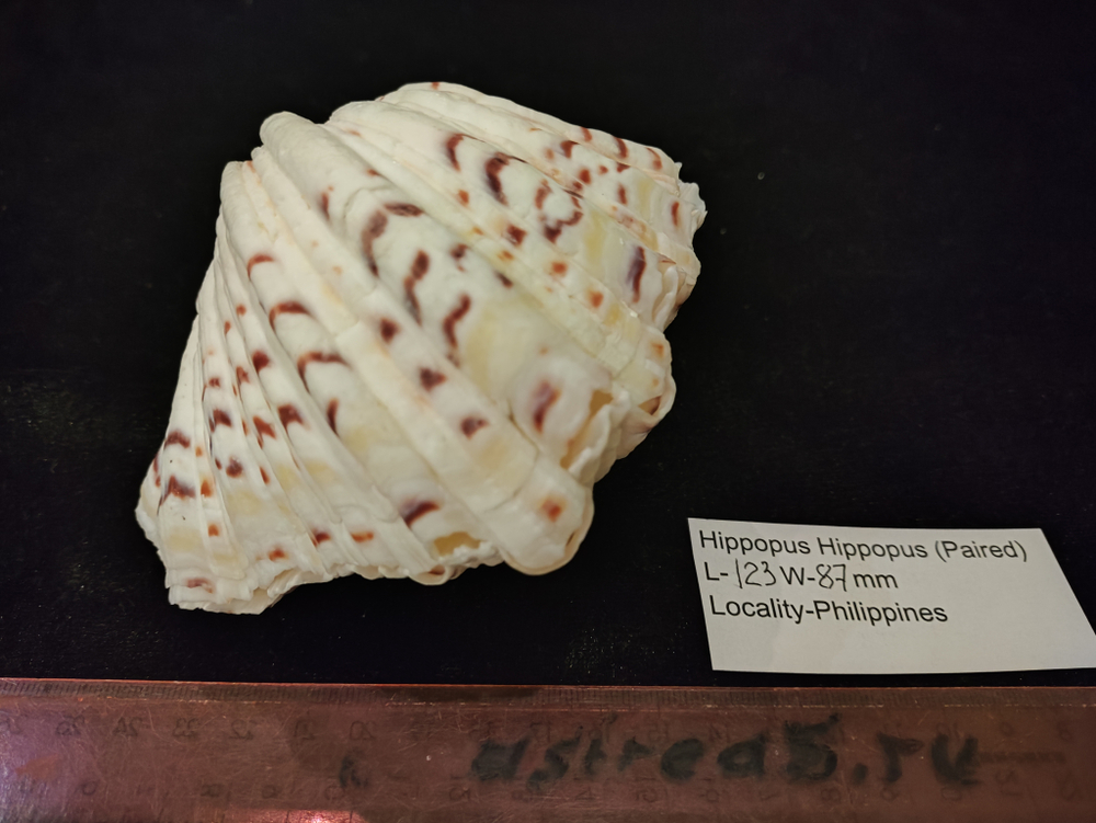 Хиппопус-Хиппопус "110-150-310 мм"