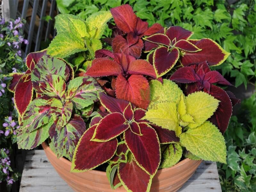 Колеус Визард