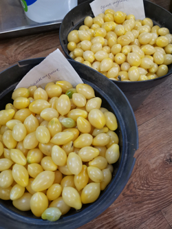 Помидоры Черри Сумасшедшие Ягоды - Bаrry’s Crazy Cherry Tomato