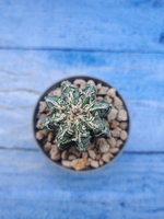 Astrophytum Myriostigma Fukuryu (Астрофитум)