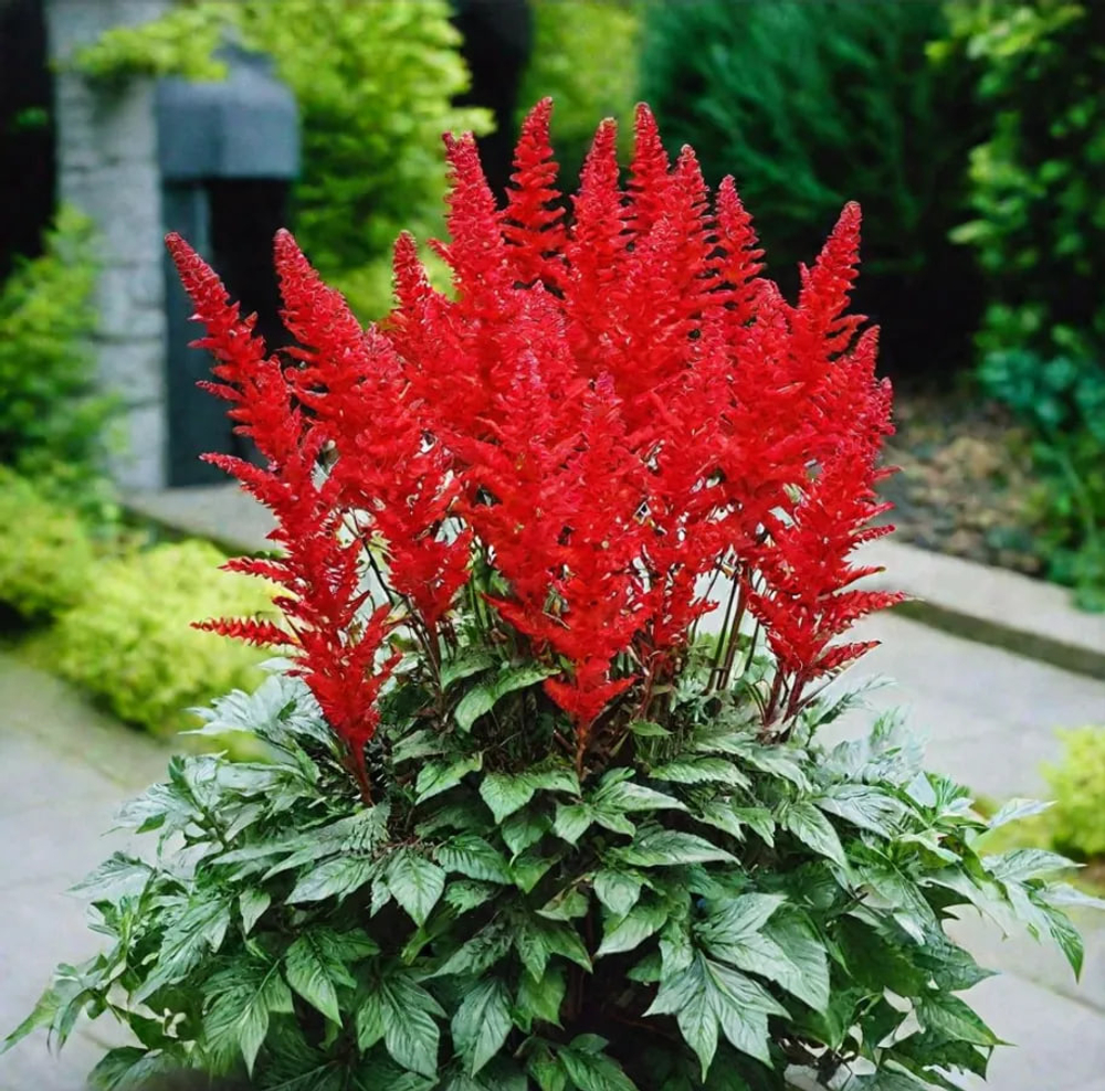 Астильба Радиус