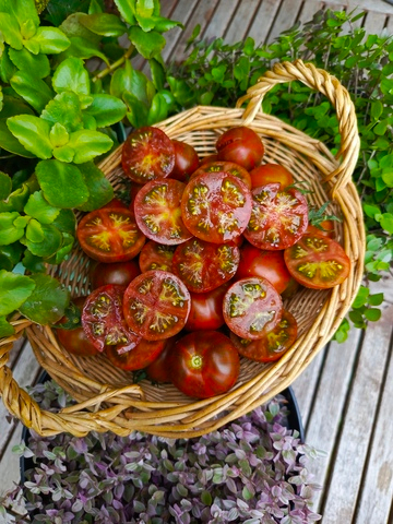 Микрогном тёмный в полоску сорт томата