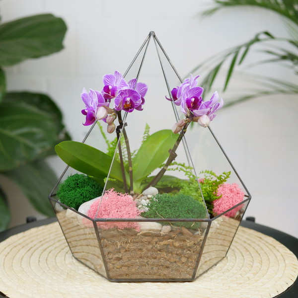 Готовый флорариум с орхидеей Пурпур Алмаз