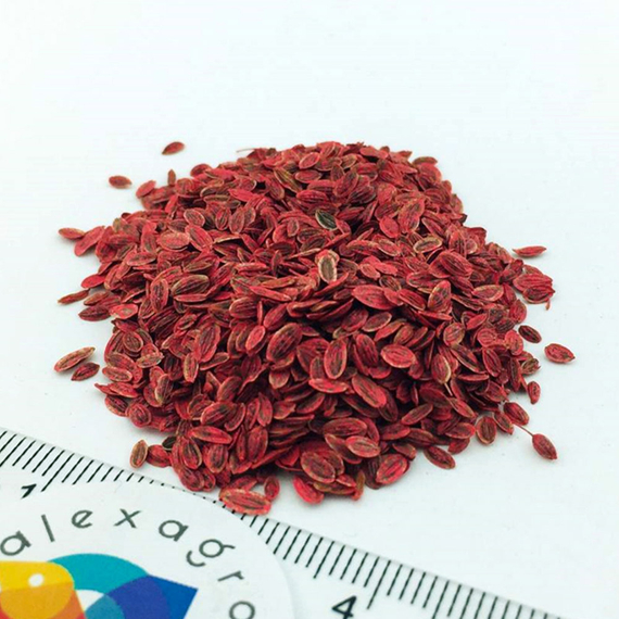 Голдкрон семена укропа (Enza Zaden / ALEXAGRO) семена – фото 8