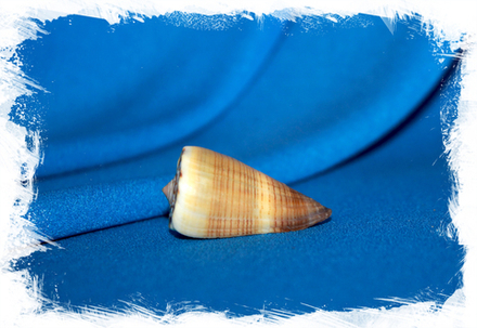 Конус ливидус (Conus lividus)