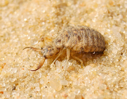Муравьиный лев (Myrmeleon formicarius)