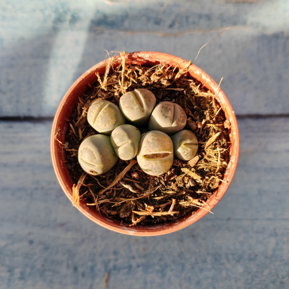 Lithops sp. (Литопсы)