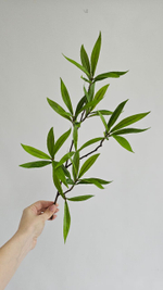 Драцена на ветке / Арт 1186