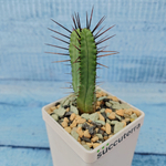 Euphorbia Pentagona (Эуфорбия)
