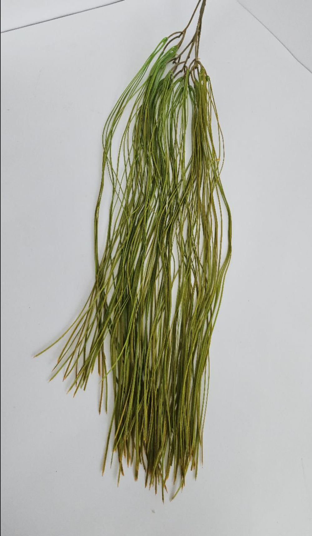 Рипсалис нитевидный / Арт 4421