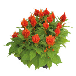 Целозия перистая Глориас Оранж (50шт) Витагрин Профи