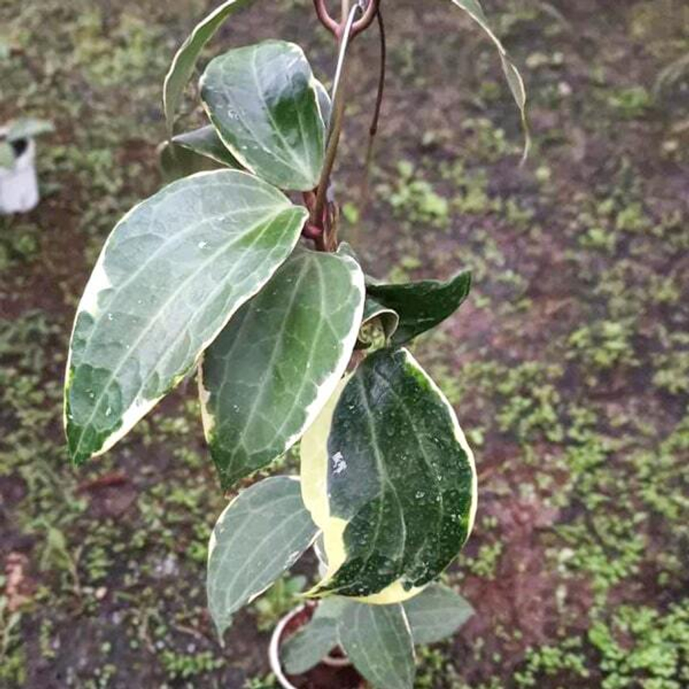 Хойя LATIFOLIA ALBO WEST JAVA