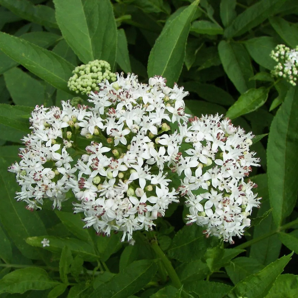 Бузина черная (цветки)