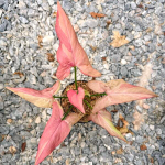 Сингониум PINK PANTHER