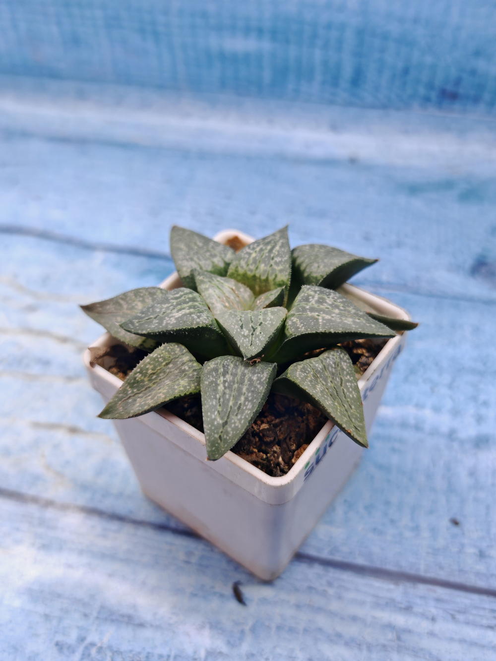 Haworthia Comptoniana hyb. (Хавортия)