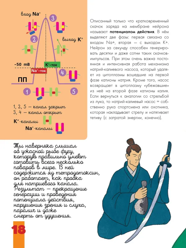 Мозг и нервная система