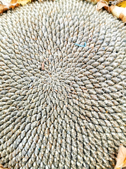 Серый Кардинал Подсолнечник - Gray Cardinal Sunflower