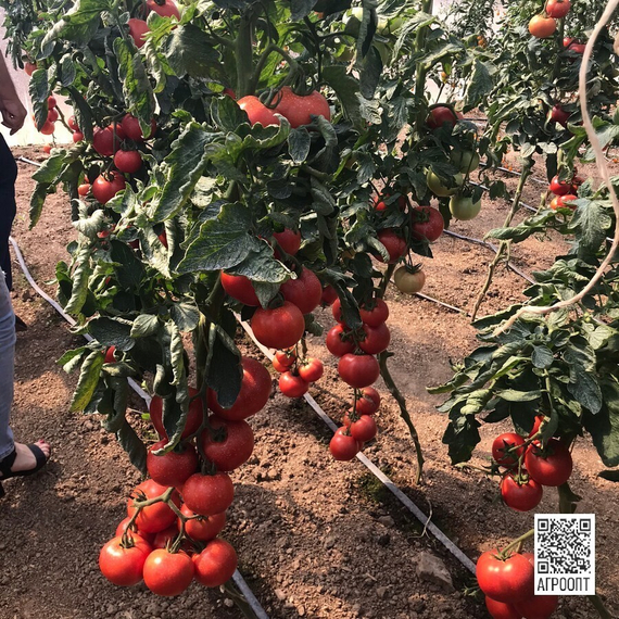 АТТИЯ F1 семена томата (Rijk Zwaan | Alexagro) – фото 3