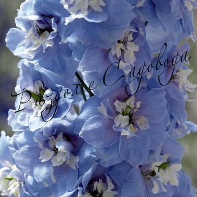 Дельфиниум высокий Мэджик Фонтейн Мид Блу Вайт Би (горшок 1л)