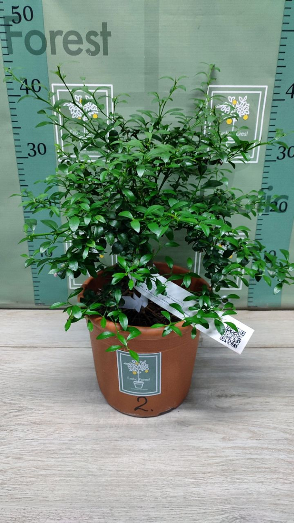 Микроцитрус "Blood Lime"