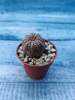 Euphoria Obesa (Эуфорбия)