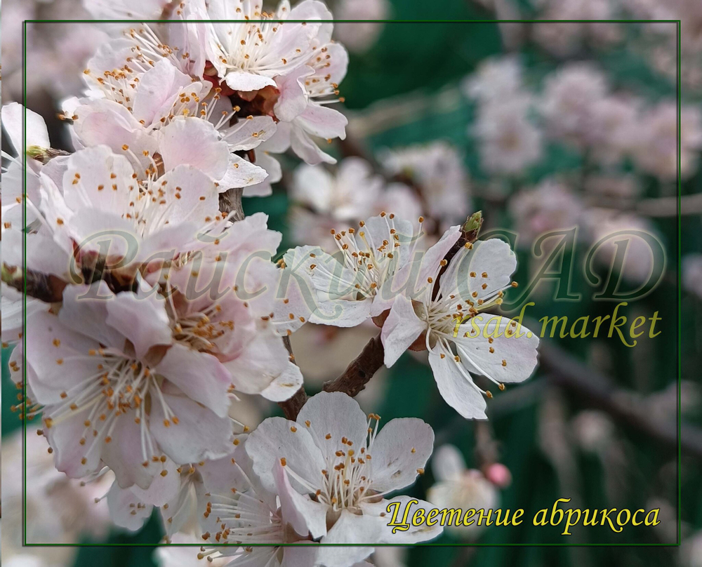 Абрикос Водолей