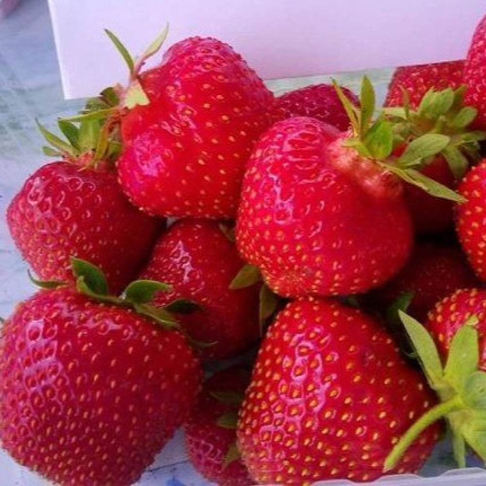 Земляника садовая (клубника) ЭЛИАНЕ