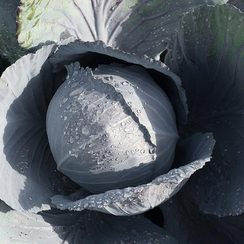 Лектро F1 семена капусты краснокочанной (Bejo / Бейо)