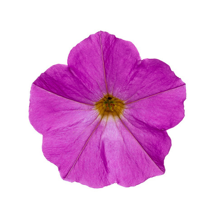 Новинка 2025 ЕВРО Петхоа Beautical Pretty Pink ОКС укорененный черенок 15-20 февраля