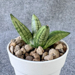 Сансевиерия LITTLE WINGS