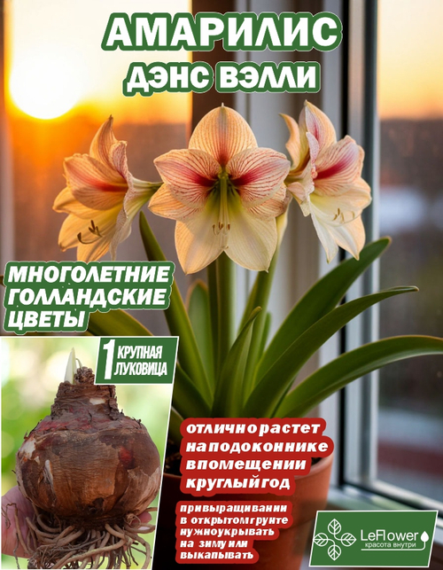 Амариллис, Дэнс Вэлли, луковица цветов, 1штука
