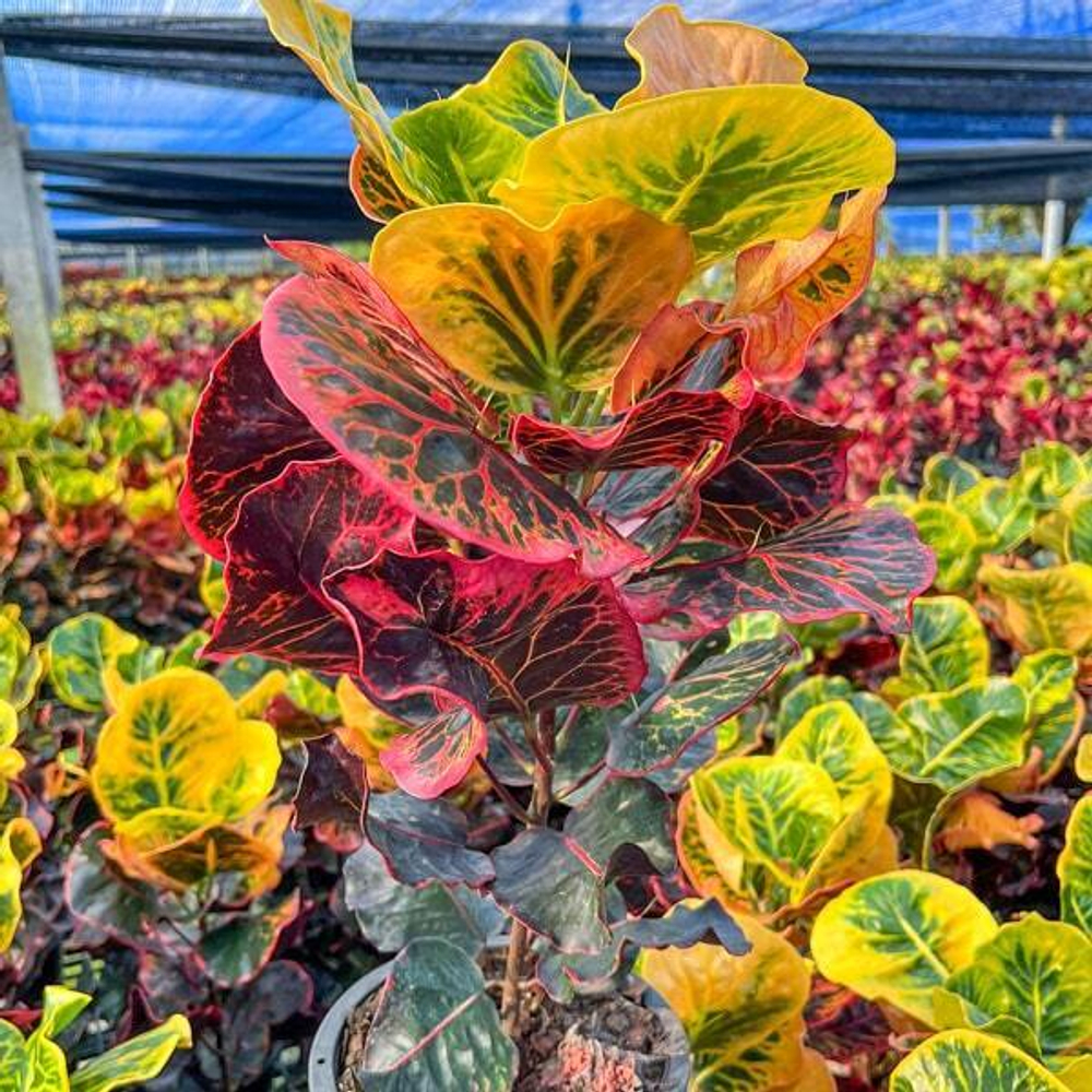 Кротон SEDTHEE HAT YAI