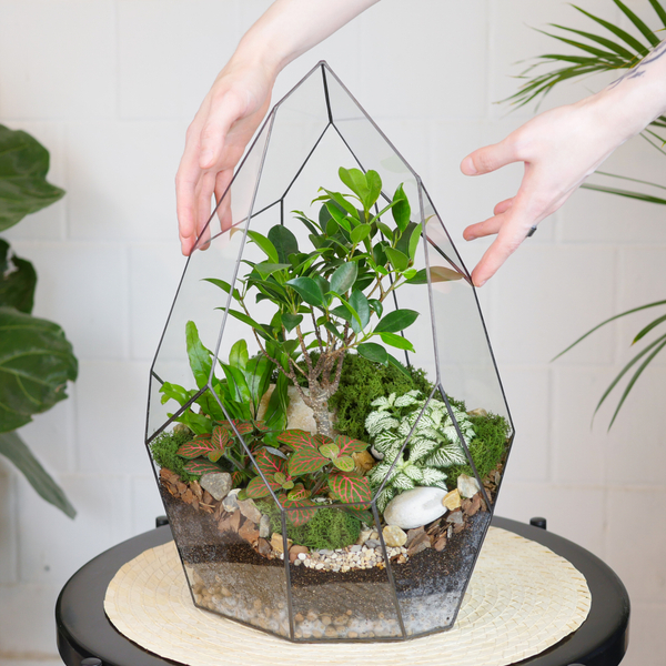 Готовый флорариум бонсай Фикус Айсберг