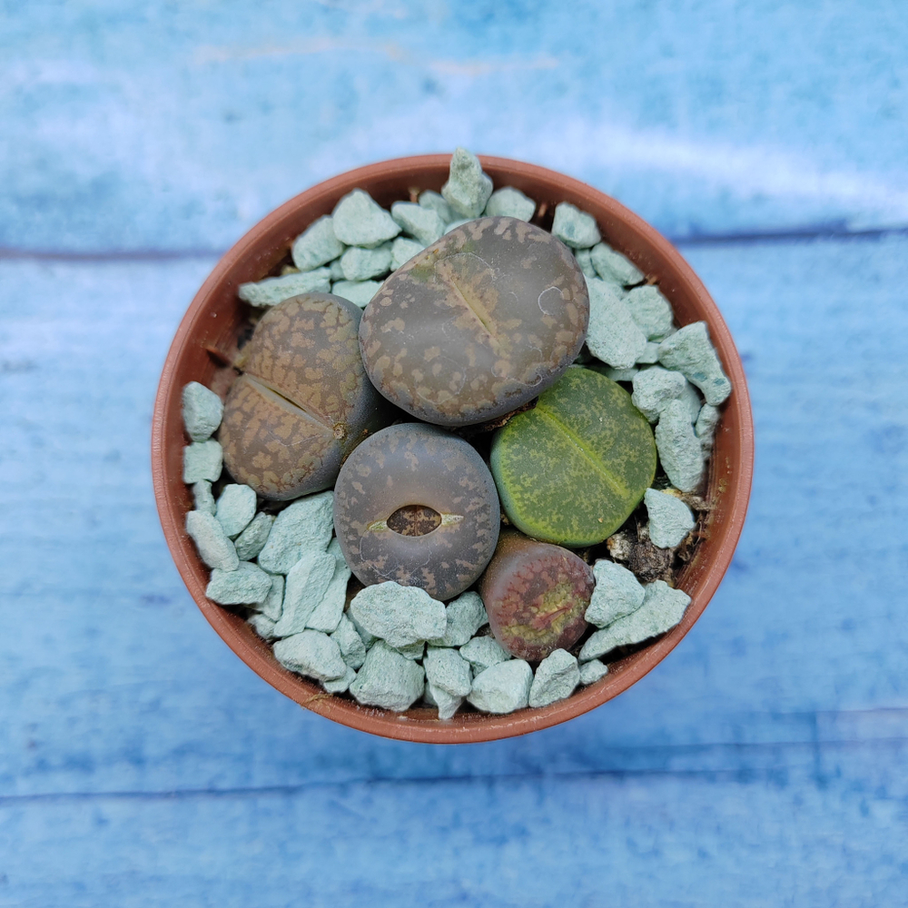 Lithops sp. (Литопсы)