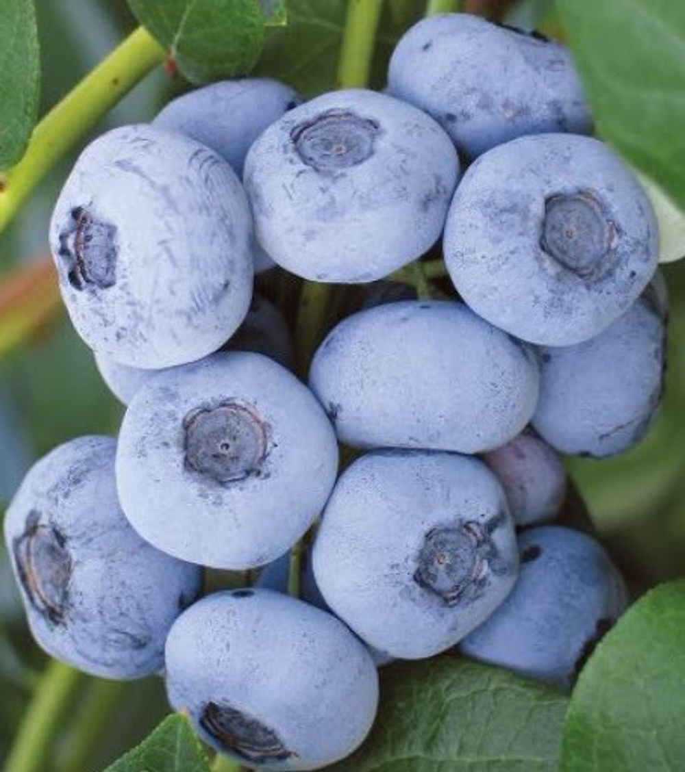 Герберт (Herber) голубика 2 года С1.5-2.0