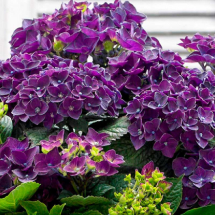 Дип Перл Дэнс («Deep Purple Dance»)С2 Европа весна 2026 г.