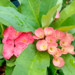 Эуфорбия Миля ROSE