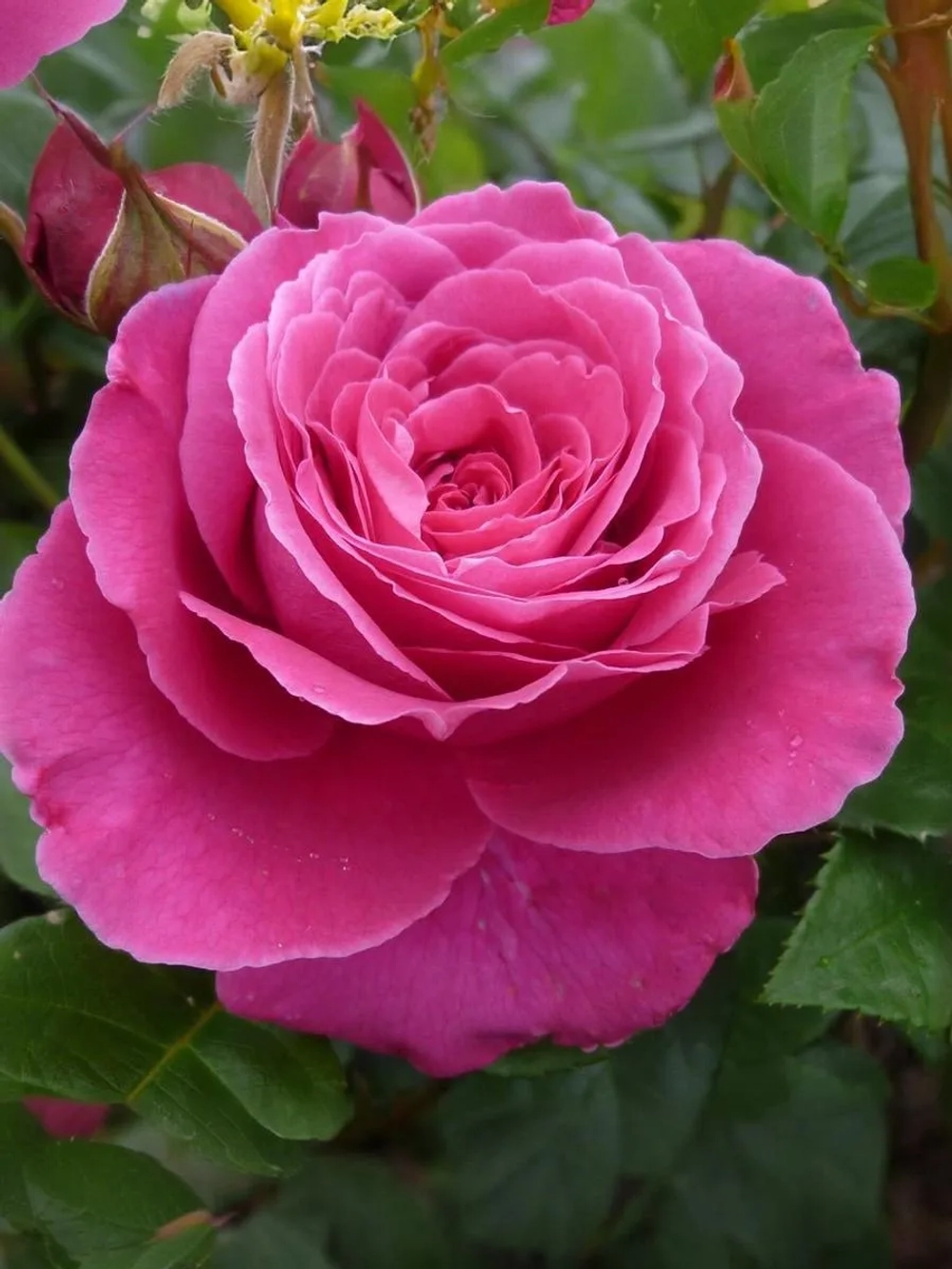 Роза шраб Леа Ренессанс